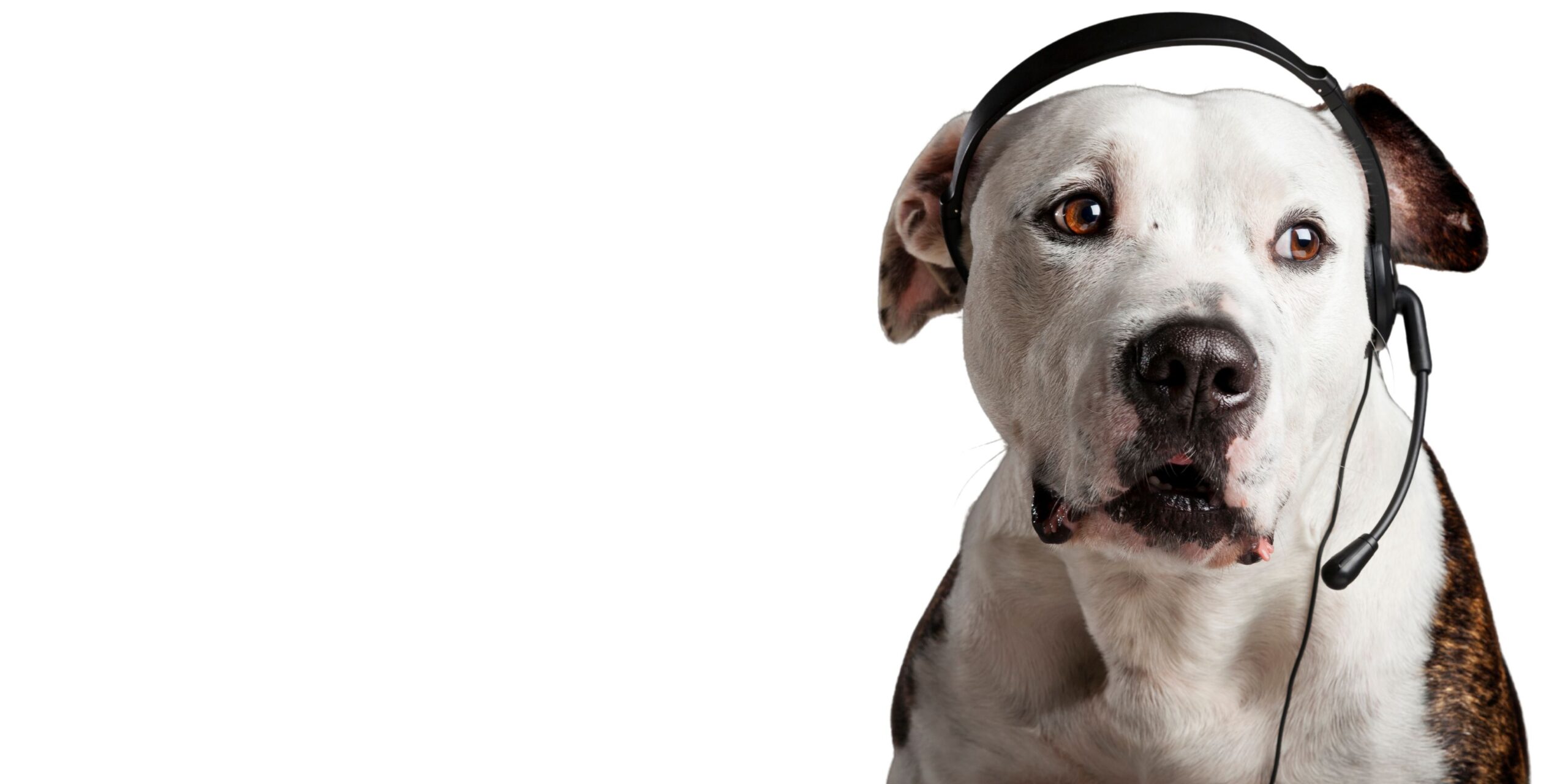 contact sand & paws dunfermline